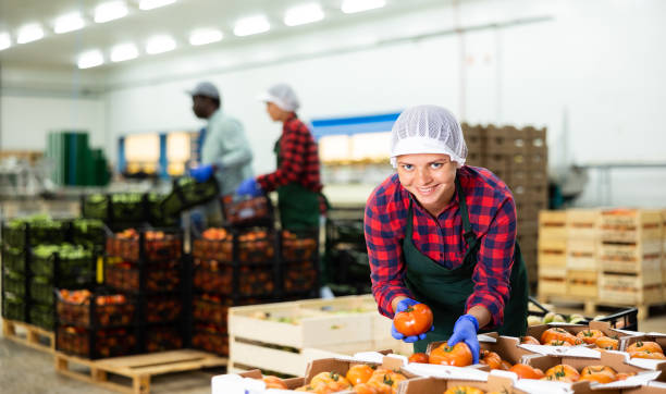 istock Young farmer woman inspects freshly picked tomatoes 1498795408