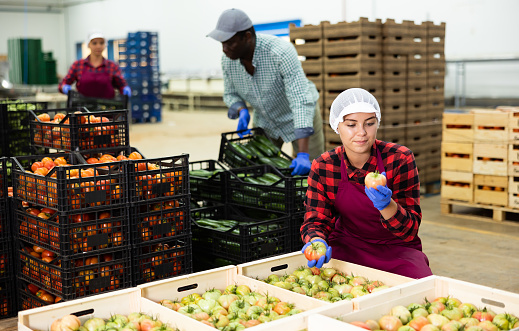 Positive woman worker stacking organic tomatoes in boxes at agricultural manufacturing