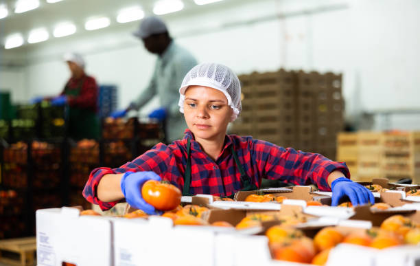 istock Young farmer woman inspects freshly picked tomatoes 1498795415