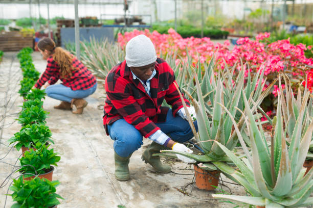 istock African american man farmer  attentive examines aloe vera 1498796787