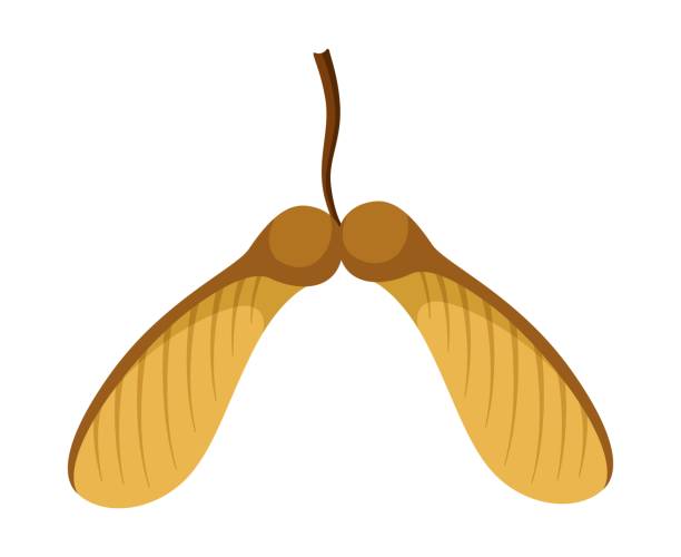 Tree Seed Vector Tree Seed Vector