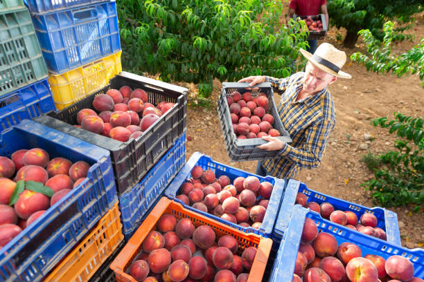 istock Man stacks crates of peaches in an orchard 1498797191