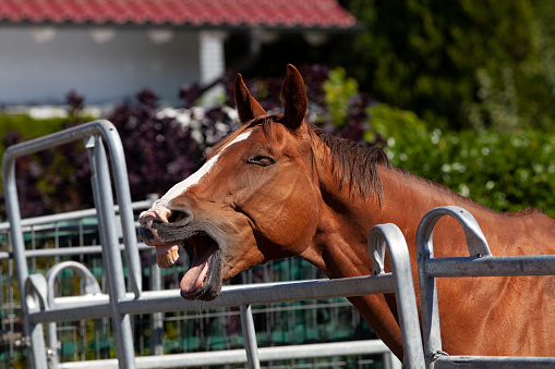 Funny horse yawn and smile