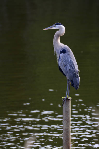 istock Great Blue Heron on lake 1498798571