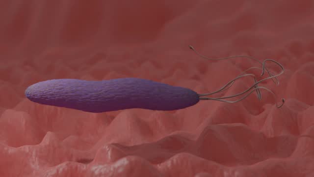 In vivo, ciliated bacteria are on the move, such as Helicobacter pylori, which is thought to cause stomach cancer.
