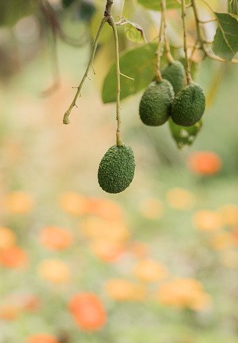 Small Green Hass Avocados Hanging From an Avocado Tree in West Palm Beach, Florida in the Summer of 2023