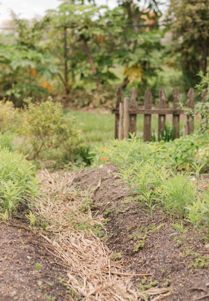 A Cozy Garden in South Florida in the Summer of 2023