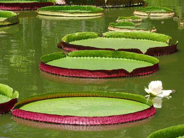 istock Big water lilies in a green pond 1498804752