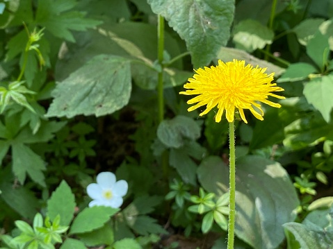 A lot of blooming dandelion flowers in green grass. Directly above shot. Nature background.