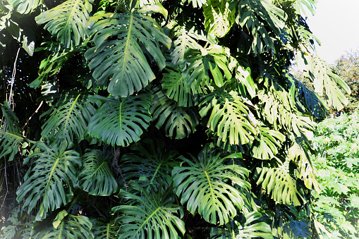 The foliage of Monstera Delicious growing in the middle of the forest on a very sunny day.