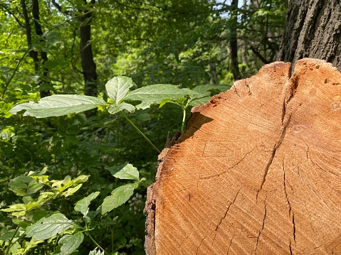 Image of the cut end of a tree that cut down with a chainsaw in the woods