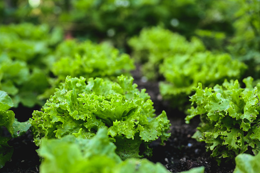 fresh lettuce grows in a garden.