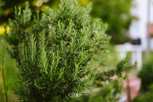 Artemisia - mugwort, wormwood, and sagebrush belonging to the daisy family Asteraceae