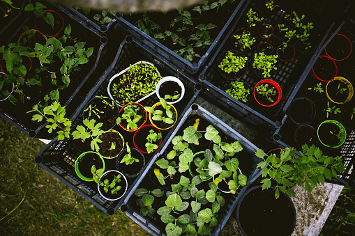 Sprouts. seedlings and sprouts of plants in pots
