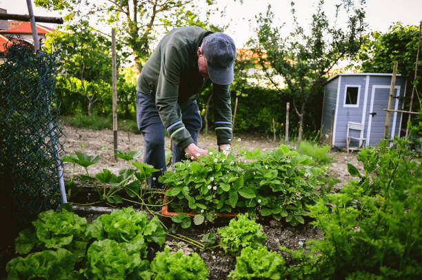 istock senior man working in a farm. 1498807797