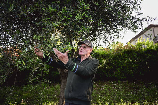 istock senior man examining an olive tree in spring time. 1498807836