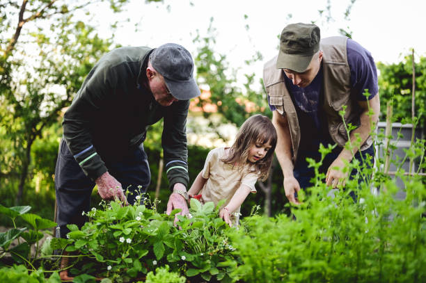 istock family in a garden teaching for strawberries. 1498807861