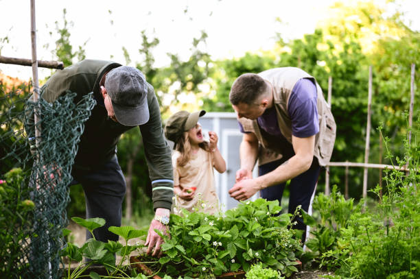 istock family working in a garden in back yard. 1498807886