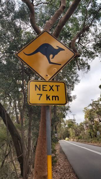 Kangaroo Crossing traffic sign A sign on an Australian  highway warning that kangaroos may be crossing for the next 7 kilometers kangaroo crossing sign stock pictures, royalty-free photos & images