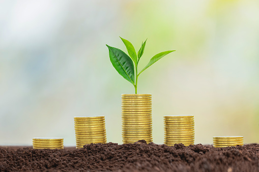 Plant on coins, Finance And Investment growing up and saving concept.Growing Money