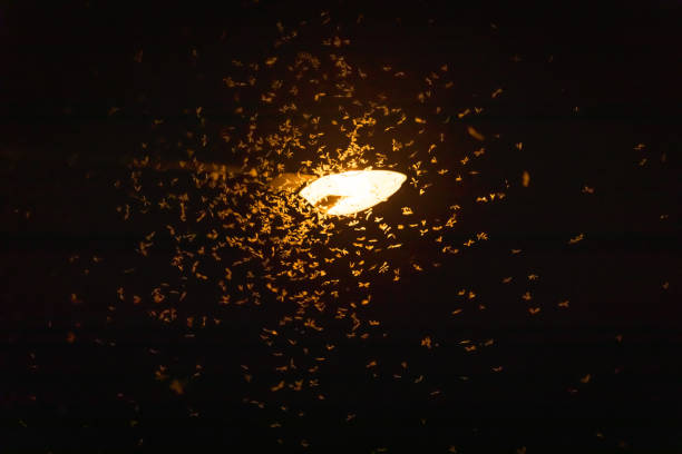 Moths are flying to find the light from neon lights at night.