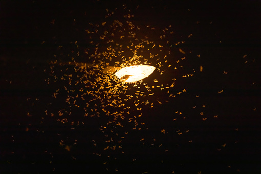 Moths are flying to find the light from neon lights at night.