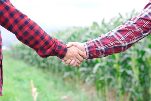 istock Two man shaking hands in the corn field,Concept of agricultural cooperation 1498812864