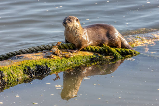 istock Sea otter eating a crab, North Vancouver, BC, Canada 1498813390