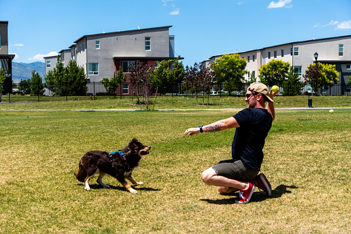 In the vibrant setting of a dog park, a man clad in a black shirt and gray shorts radiates joy while engaging in a spirited game of fetch with his loyal companion. The dog, a delightful blend of brown and fawn hues, showcases the unmistakable charm of a Collie and Australian Shepherd mix. With boundless energy, the pup dashes across the grassy expanse, its coat catching glimmers of sunlight. The man effortlessly throws the ball, his face illuminated with a smile of pure delight. Amidst laughter and wagging tails, their connection deepens, epitomizing the timeless bond between human and canine, celebrated in the shared moments of play and happiness.