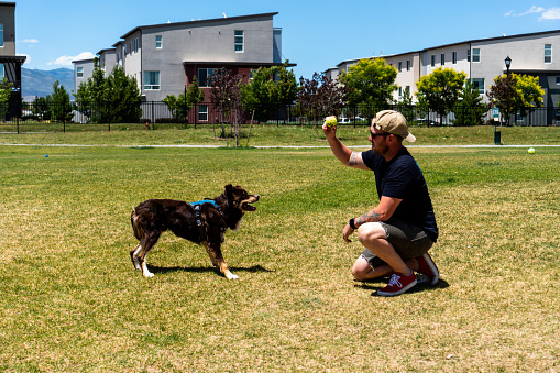 In the vibrant surroundings of a dog park, a man clad in a black shirt and gray shorts engages in a lively game of fetch with his four-legged companion. The dog, a delightful blend of brown and fawn hues, showcases the distinctive qualities of both a Collie and an Australian Shepherd. With boundless energy and agility, the mix gracefully dashes across the green expanse, chasing after the thrown ball. The man exudes joy, his laughter ringing through the air as he eagerly participates in this spirited exchange. Their harmonious bond and shared enthusiasm paint a heartwarming picture of camaraderie and companionship in the great outdoors.