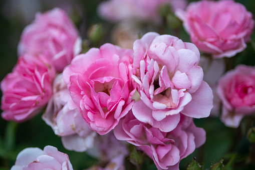 Pink Roses on a Rose Bush