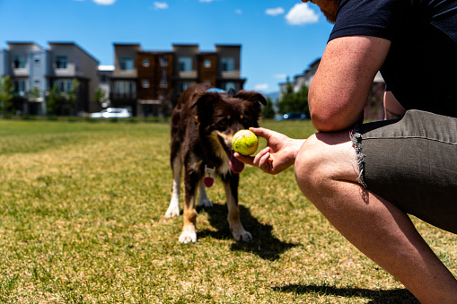 In the vibrant atmosphere of the dog park, a man clad in a black shirt and gray shorts embraces the joy of play as he engages in a spirited game of fetch with his loyal companion. The dog, a magnificent blend of brown and fawn hues, reveals its Collie and Australian Shepherd lineage through its intelligent gaze and agile movements. With each throw of the ball, the man's enthusiasm is matched by the dog's boundless energy, effortlessly chasing after the toy with grace and determination. Their bond radiates through the park, exemplifying the profound connection between a devoted owner and their four-legged friend.