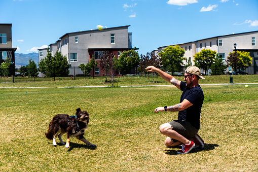 In the vibrant dog park, a man clad in a black shirt and comfortable gray shorts engages in an exhilarating game of fetch with his four-legged companion. The dog, a delightful blend of brown and fawn hues, reveals its Collie and Australian Shepherd heritage through its agile movements and keen gaze. With each throw of the ball, the man and his furry companion share moments of unbridled joy and connection. As the dog eagerly bounds across the green expanse, tail wagging in anticipation, the man's infectious laughter fills the air, creating a harmonious symphony of playfulness and companionship in this idyllic canine haven.