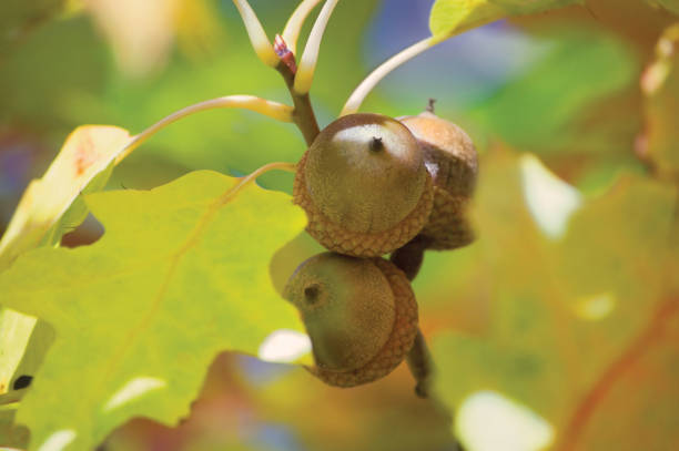 Three Northern American Eastern Mountain Red Oak Quercus Rubra Acorns, Bright Sunny Yellow Green Autumnal Leaves, Large Detailed Horizontal Macro Closeup, Gentle Bokeh Background