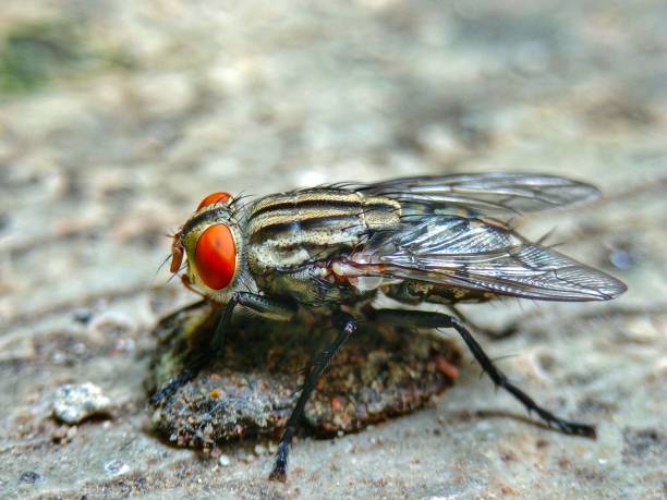 gray housefly on poop - fly housefly ugliness unhygienic imagens e fotografias de stock