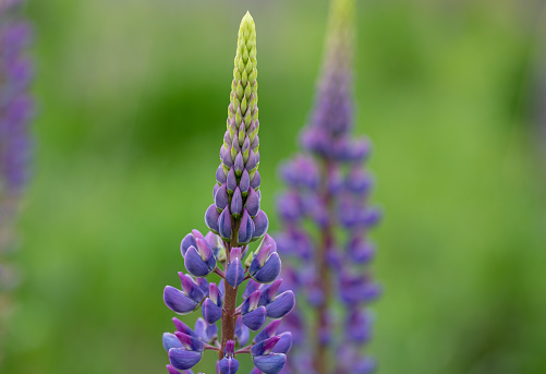 Close up of lupine