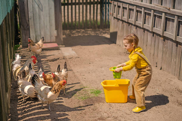 istock Kid talks to chickens and feeds them grain from bucket 1498827344