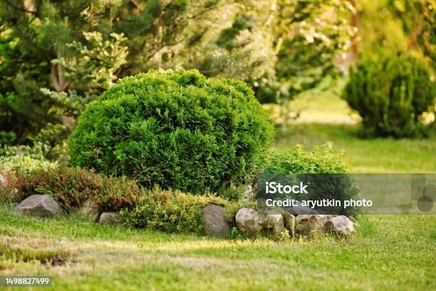 Thuja Occidentalis Danica Bush In The Garden Decorative Thuja For Landscape Design Stock Photo - Download Image Now