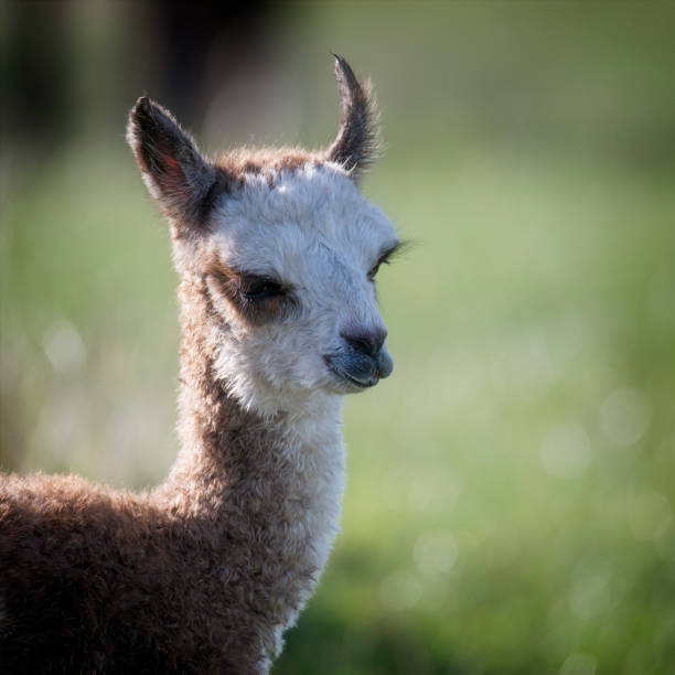 istock New born Alpaca 1498830591