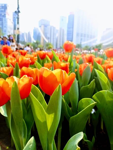 tulipes dans la ville - lady tulip photos et images de collection