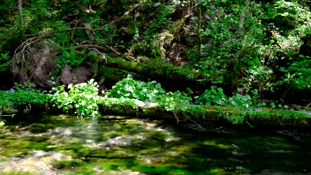 Clear stream of Shimizu River and natural wasabi, Baikamo, Kamikochi, early June, with sound