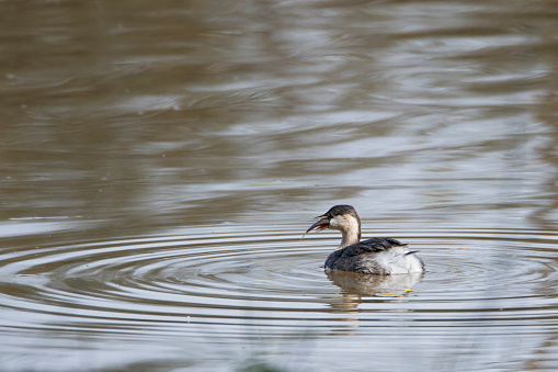 Australasian Grebe swimming on a pond eating a fish