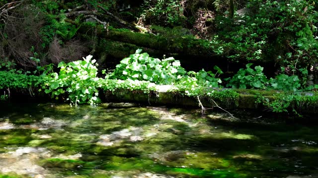 Clear stream of Shimizu River and natural wasabi, close-up, Kamikochi, early June, with sound
