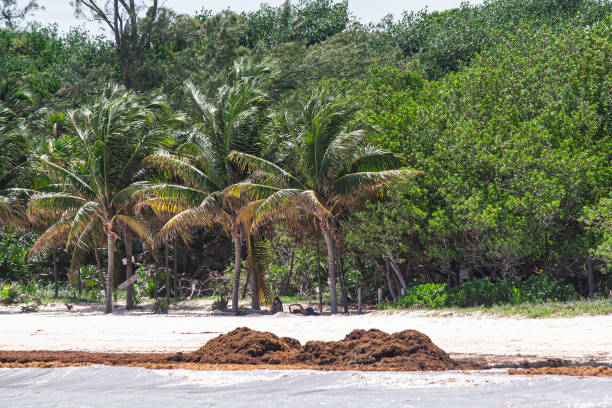 Pale Sargassum – zdjęcie