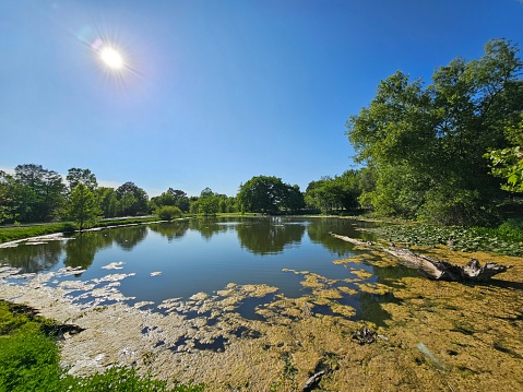 Sunny day in Forest Park, overlooking a pond with algae on the surface.