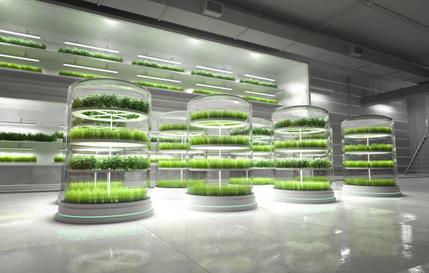 istock Organic vegetable farm. Hydroponic vegetable plant factory. 1498836252