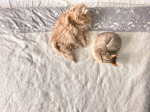 Overhead shot of a cream colored Persian cat and whit Snow Leopard Bengal cat. The Persian cat is lying sideways with closed eyes. The Bengal cat is curled up an resting. The cats are lying on a King Bed with white and grey ornamental bed sheets.