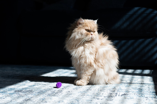 Portrait of a cream-colored Persian cat sitting on a rug in the living room. He is waiting to play with his purple ball. The sun is shining through the window.