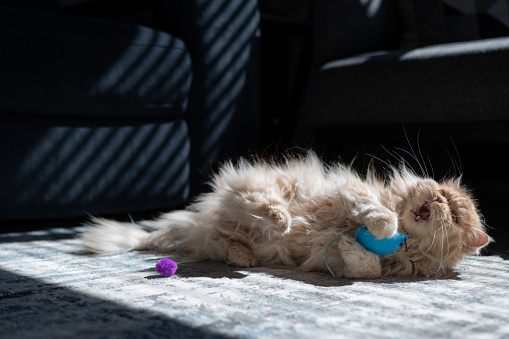 Full shot of a Persian cat playing with a blue mouse toy on a rug during the day. The sun is shining through the window.