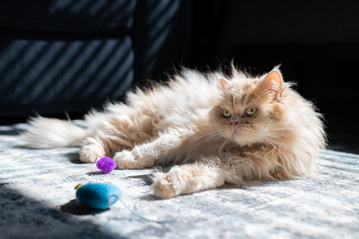 Full shot of a Persian cat playing with a blue mouse toy on a rug during the day. The sun is shining through the window.